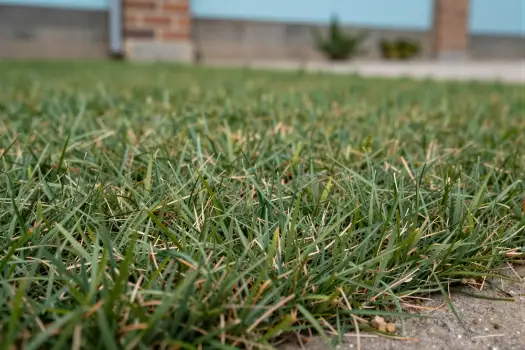 Freshly Cut Green Grass Close-Up fresh cut healthy grass