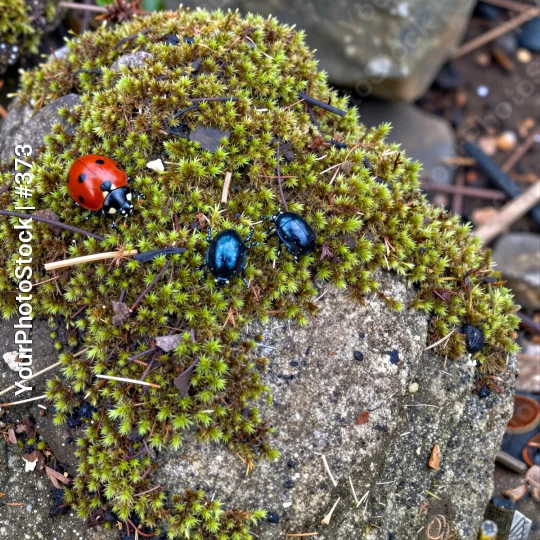 Close-up of Rock Covered in Moss with Ladybugs
