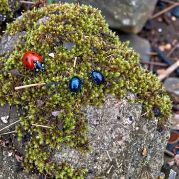 Close-up of Rock Covered in Moss with Ladybugs