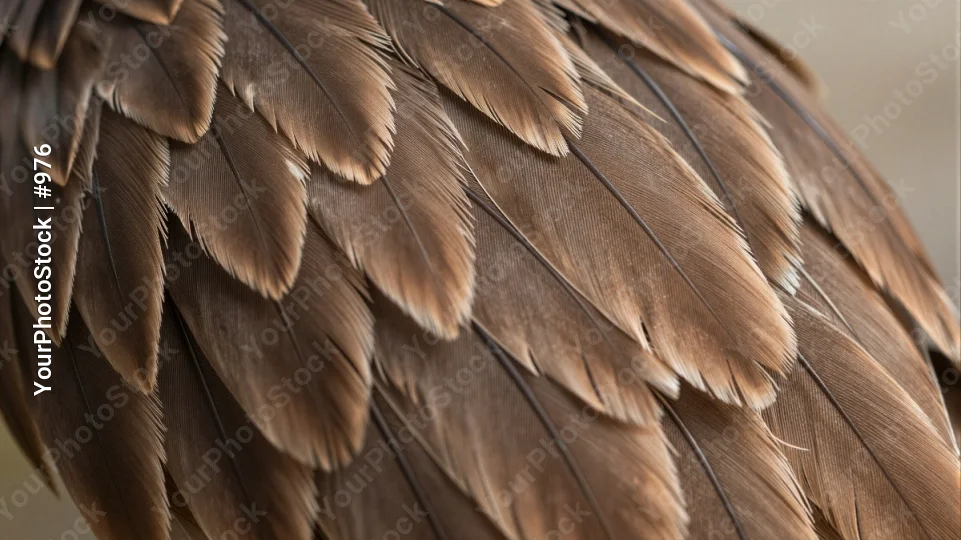 Close-up of Bird's Feathers in Radial Pattern