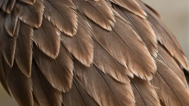 Close-up of Bird's Feathers in Radial Pattern