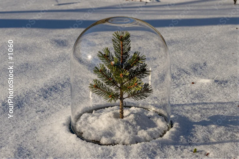 Snow-covered Pine Tree Inside Glass Dome snowy