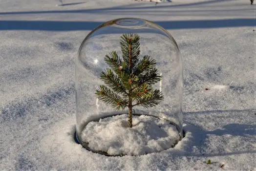 Snow-covered Pine Tree Inside Glass Dome snowy