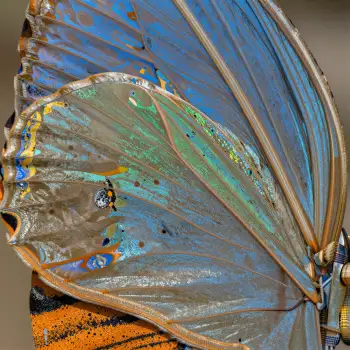 Close-up of a fan-like butterfly wing with layered colors