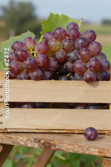 Wooden Crate with Dark Purple Grapes freshly picked