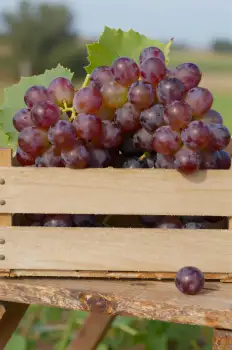 Wooden Crate with Dark Purple Grapes freshly picked