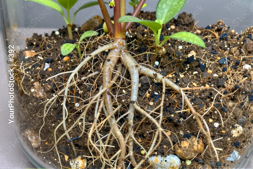 Close-up of healthy plant in glass pot with roots and flower growth
