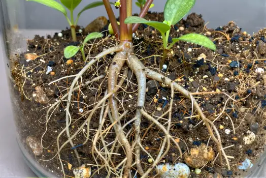 Close-up of healthy plant in glass pot with roots and flower growth