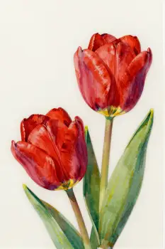 Red Tulips Watercolor Painting full bloom vibrant color
