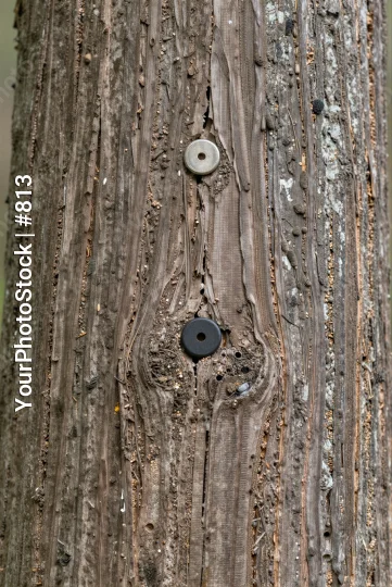 Old Tree Trunk with Metal Holes rough bark deep grooves