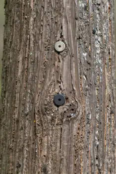 Old Tree Trunk with Metal Holes rough bark deep grooves