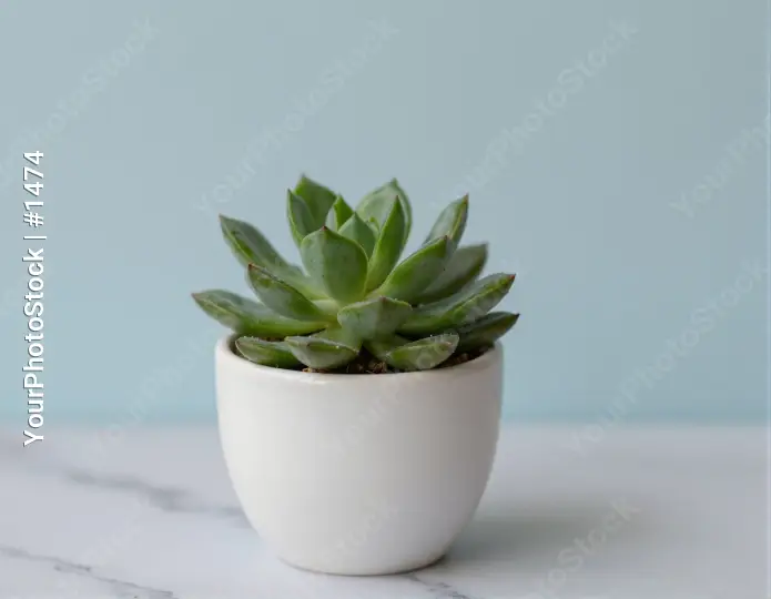 Healthy Succulent Plant in White Pot on Marble