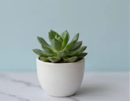 Healthy Succulent Plant in White Pot on Marble