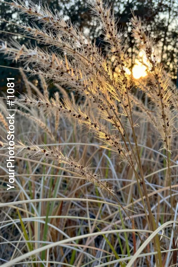 Golden-Brown Plant Close-Up with Sunlight tall