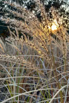 Golden-Brown Plant Close-Up with Sunlight tall