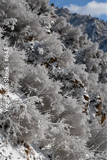 Snowy Mountain Landscape winter serene green vegetation