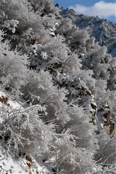Snowy Mountain Landscape winter serene green vegetation