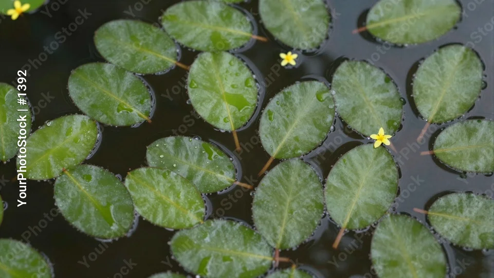 Green Leaves Floating on Water oval glossy scattered
