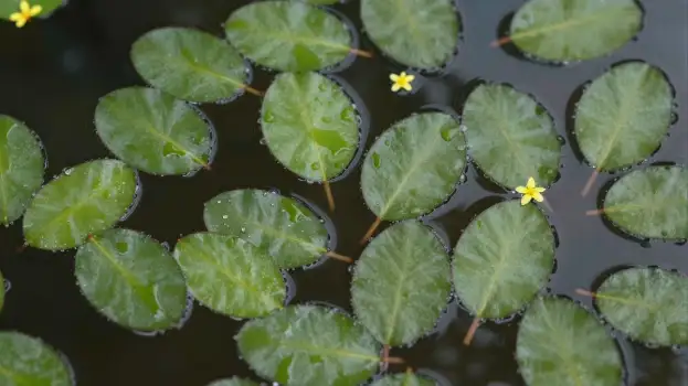 Green Leaves Floating on Water oval glossy scattered