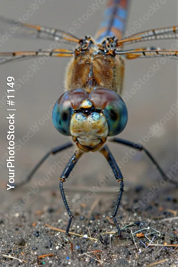 Close-up Dragonfly with Blue-Green Eye insect