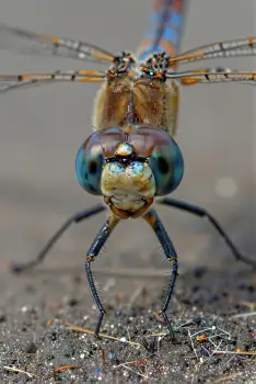 Close-up Dragonfly with Blue-Green Eye insect