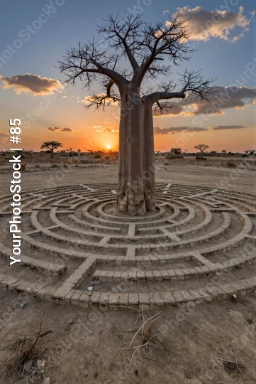 Baobab Tree in Desert Maze at Sunset stones landscape