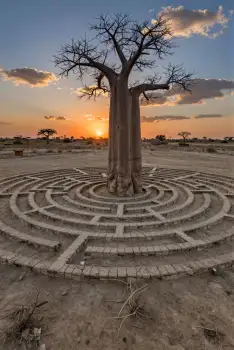 Baobab Tree in Desert Maze at Sunset stones landscape