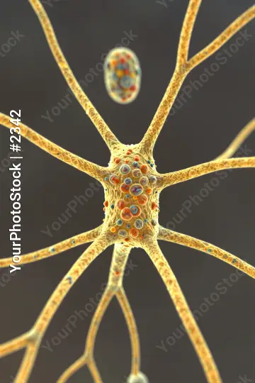 Microscopic View of Neurons in Radial Pattern