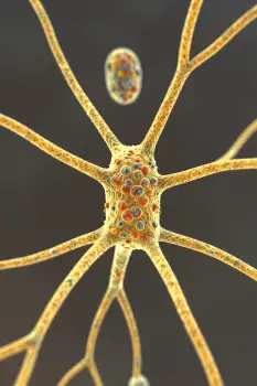 Microscopic View of Neurons in Radial Pattern