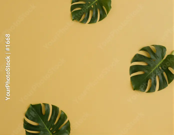 Three Large Green Monstera Leaves Arranged Diagonally