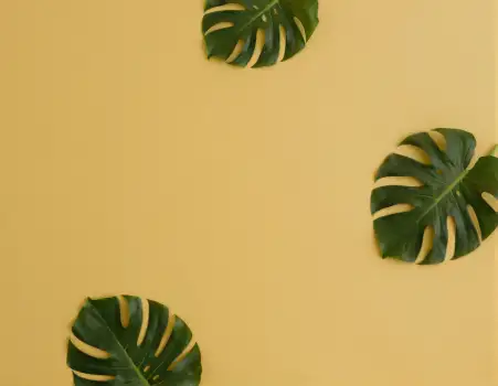 Three Large Green Monstera Leaves Arranged Diagonally