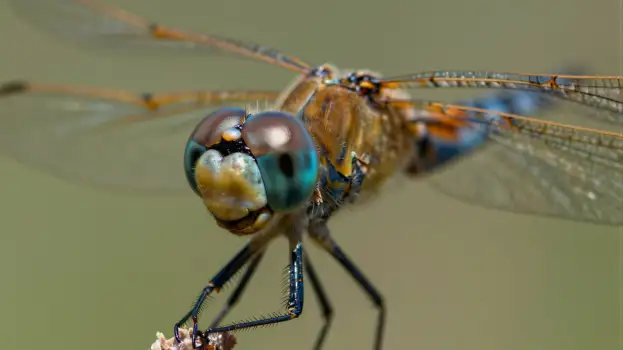 Close-up of Dragonfly Head and Abdomen insect