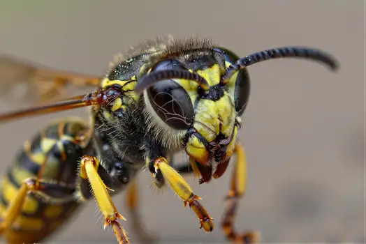 Close-up of Flying Wasp with Yellow and Black Stripes