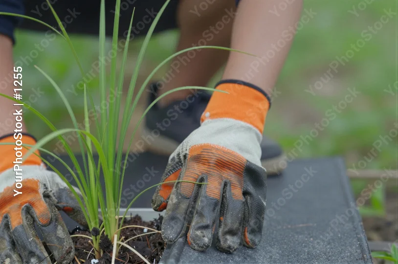 Gardening Hands Planting Tall Slender Plant orange gloves