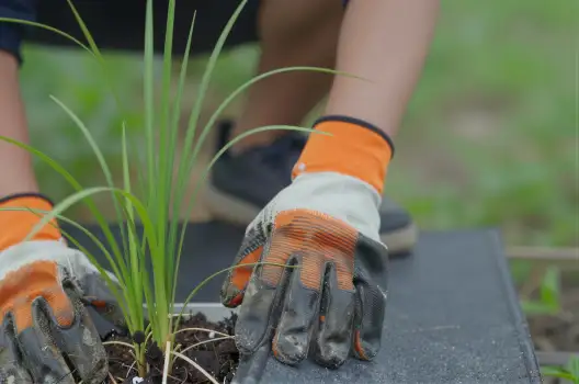 Gardening Hands Planting Tall Slender Plant orange gloves