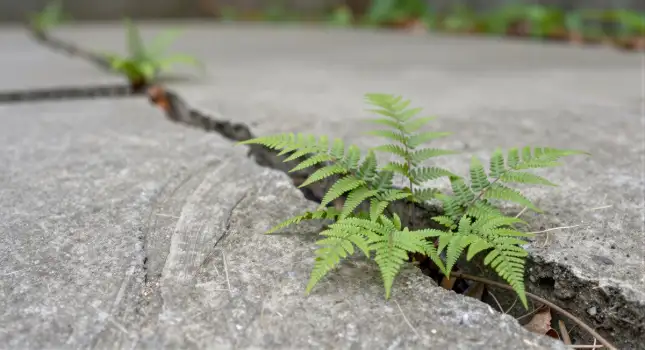 Fern Plant Thriving in Concrete Crack outdoor setting