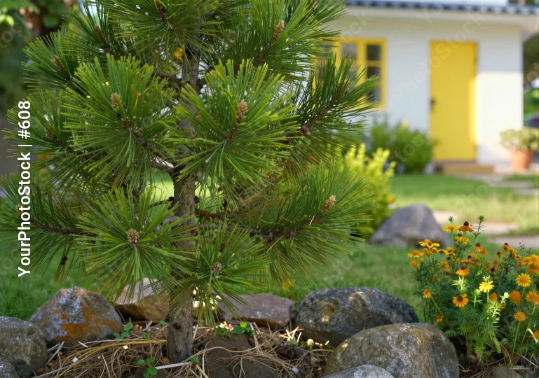 Healthy Pine Tree in Serene Garden Setting green needles