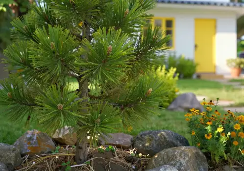 Healthy Pine Tree in Serene Garden Setting green needles