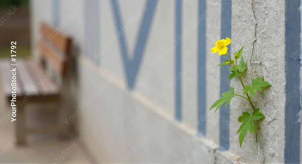 Old white wall with blue stripes and small yellow flower