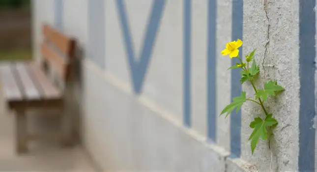 Old white wall with blue stripes and small yellow flower