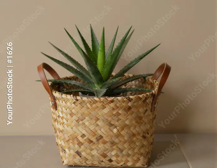 Symmetrical Potted Plant in Woven Basket light-colored straw