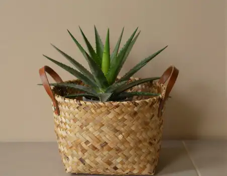 Symmetrical Potted Plant in Woven Basket light-colored straw