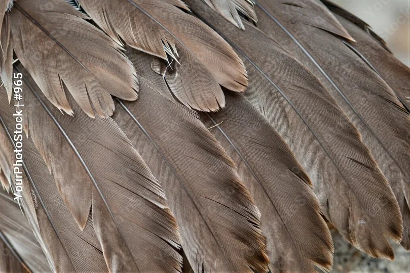Close-up of Scattered Feathers overlapping brown