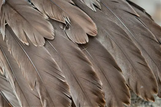 Close-up of Scattered Feathers overlapping brown
