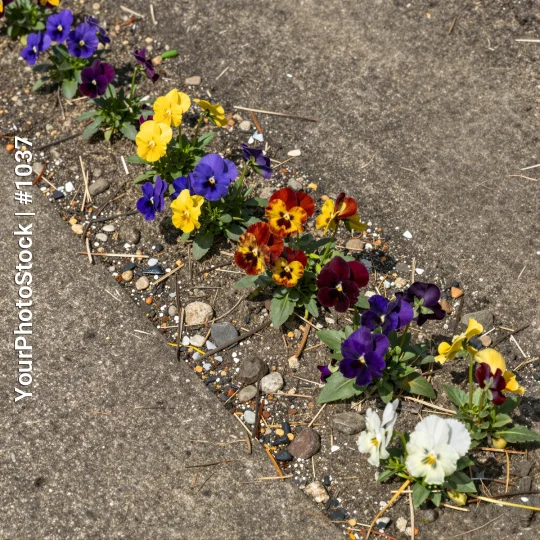 Colorful Pansies in Flower Bed purple yellow red