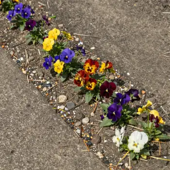 Colorful Pansies in Flower Bed purple yellow red