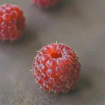 Fresh Red Raspberry Close-Up fruit food texture