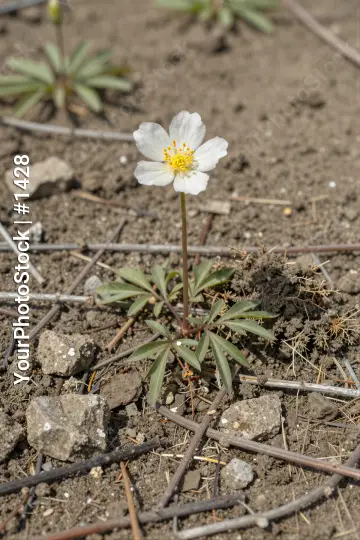Serene Desert Flower white yellow petal rock twigs