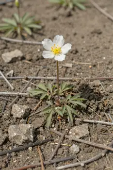 Serene Desert Flower white yellow petal rock twigs