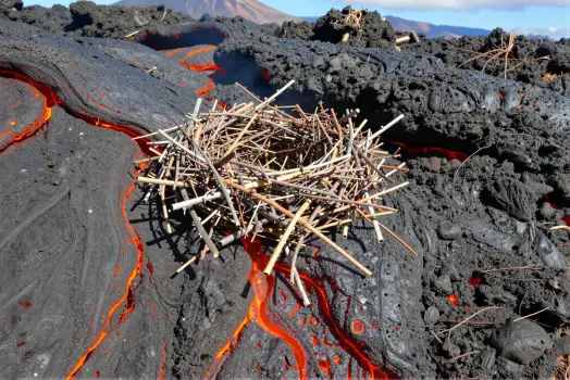 Nest on Lava Flow sticks twigs circles natural habitat